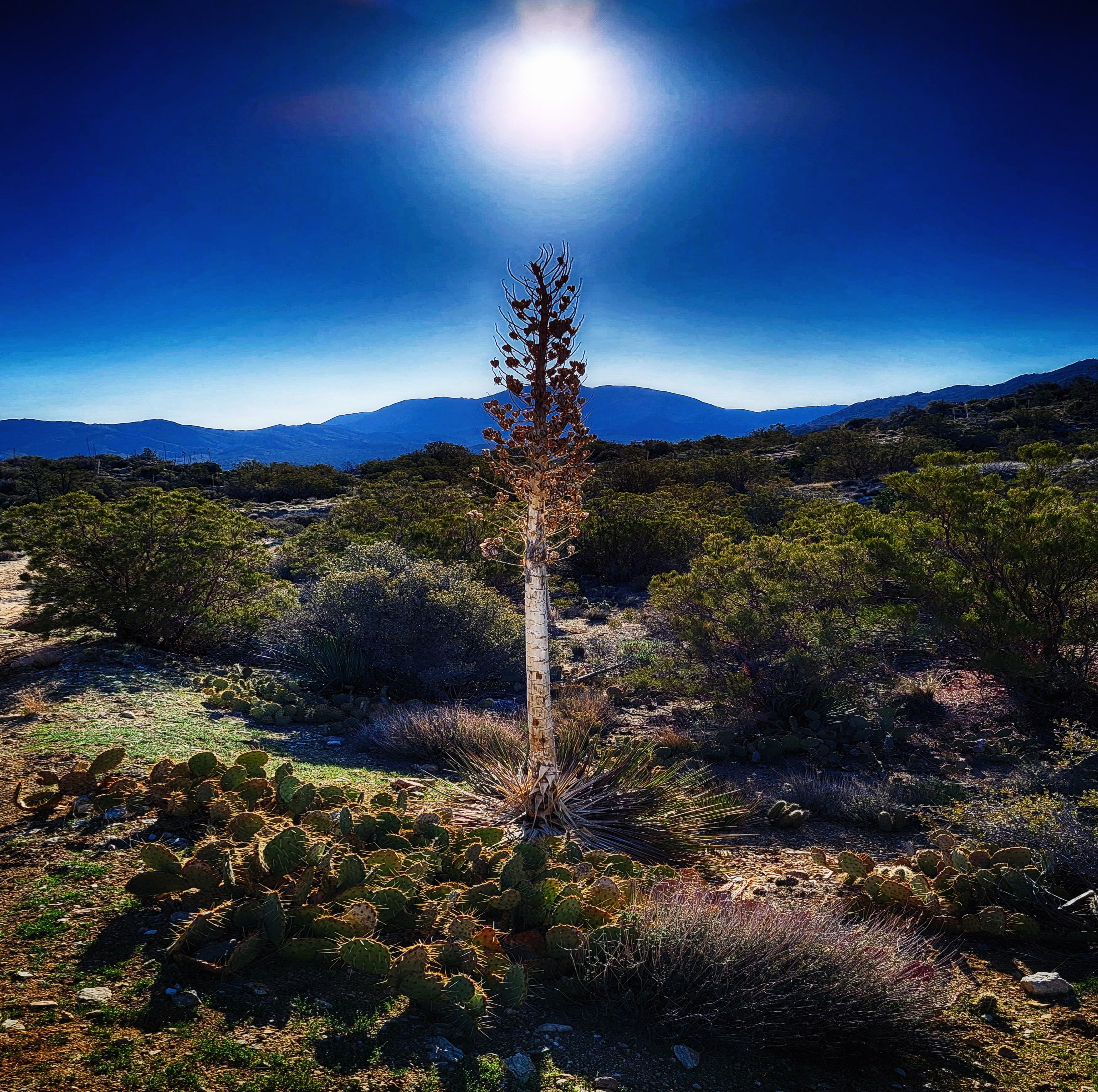 Chaparral Yucca - Our Lord's Candle